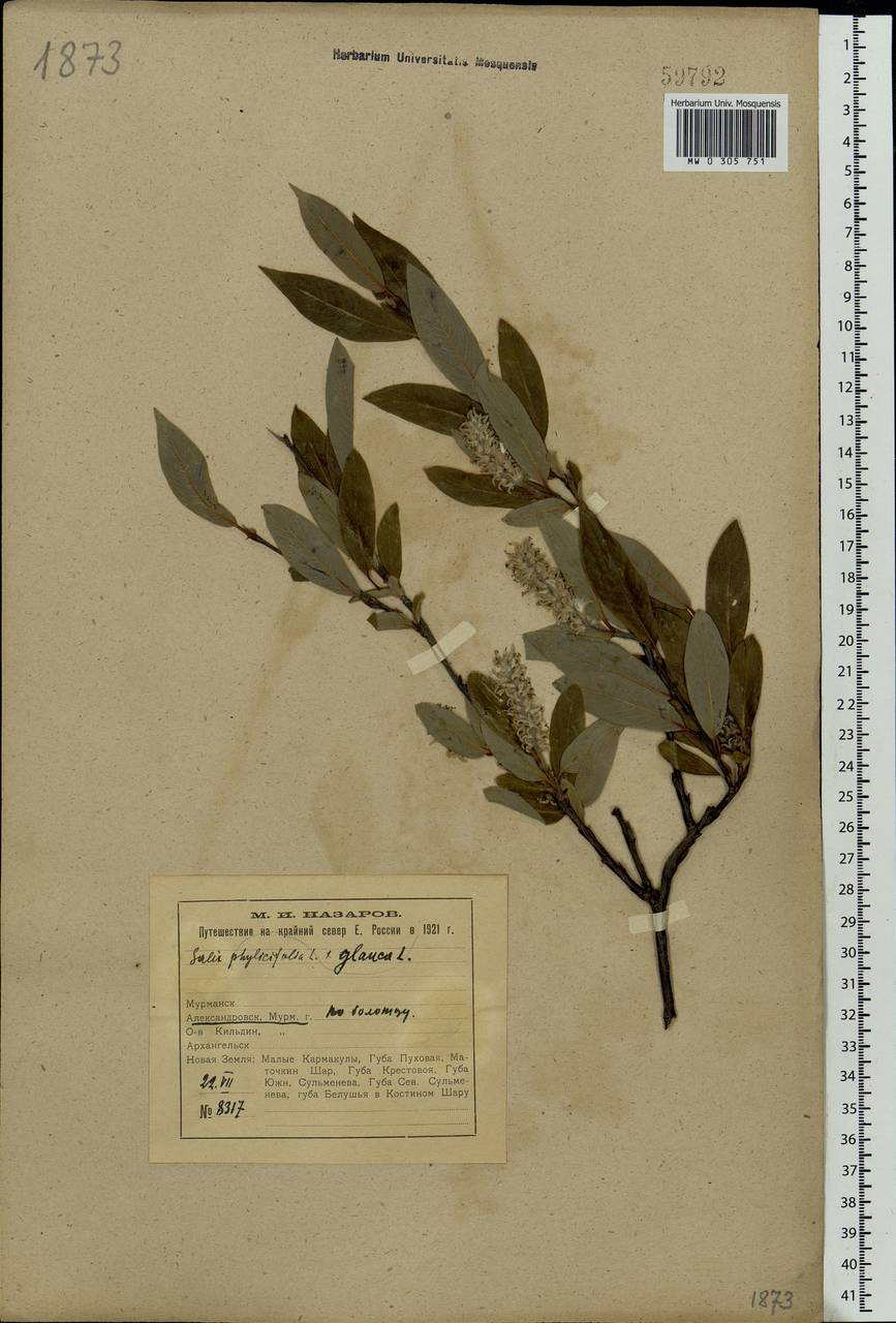 Salix glauca × phylicifolia, Eastern Europe, Northern region (E1) (Russia)