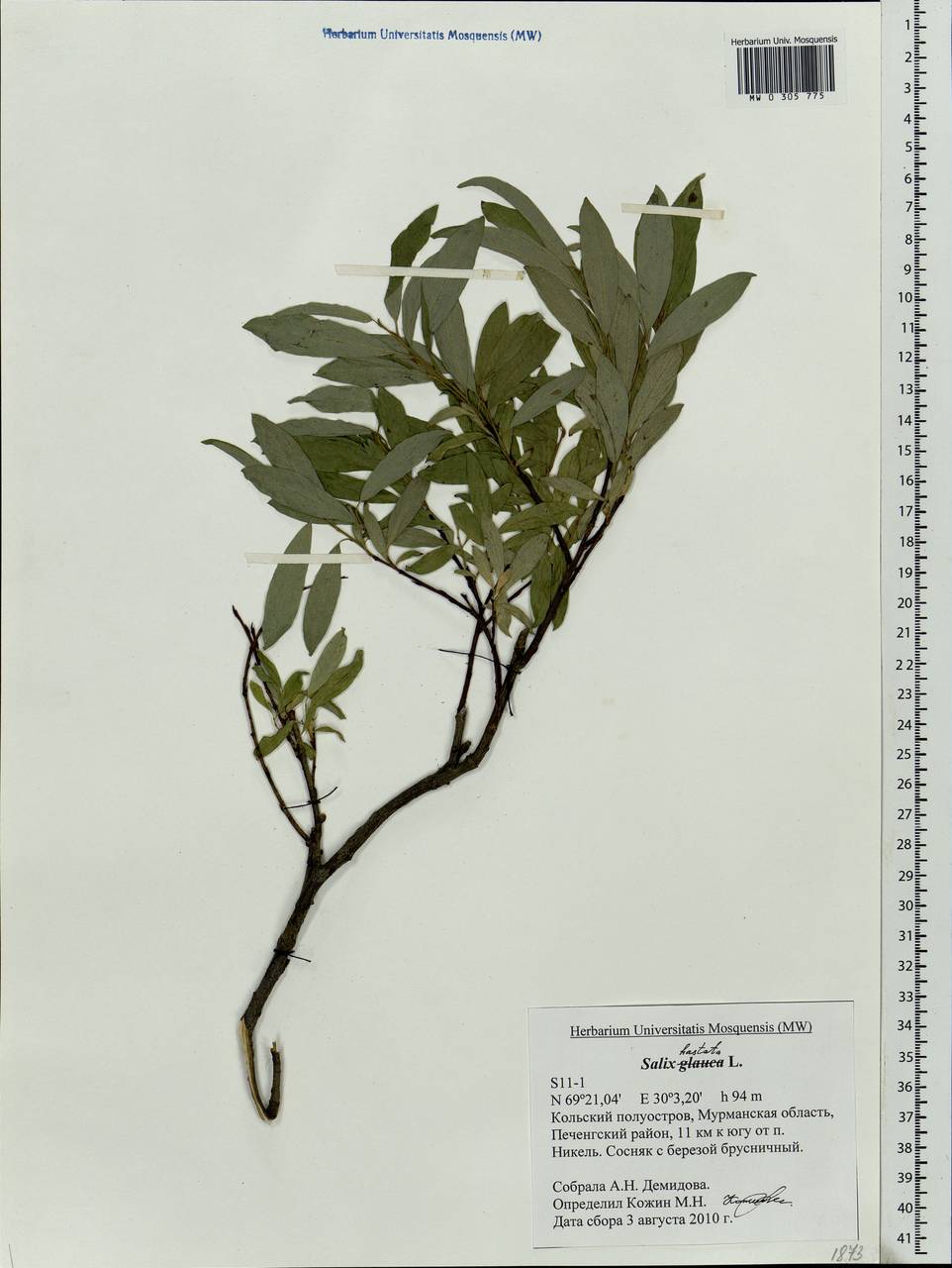 Salix hastata L., Eastern Europe, Northern region (E1) (Russia)
