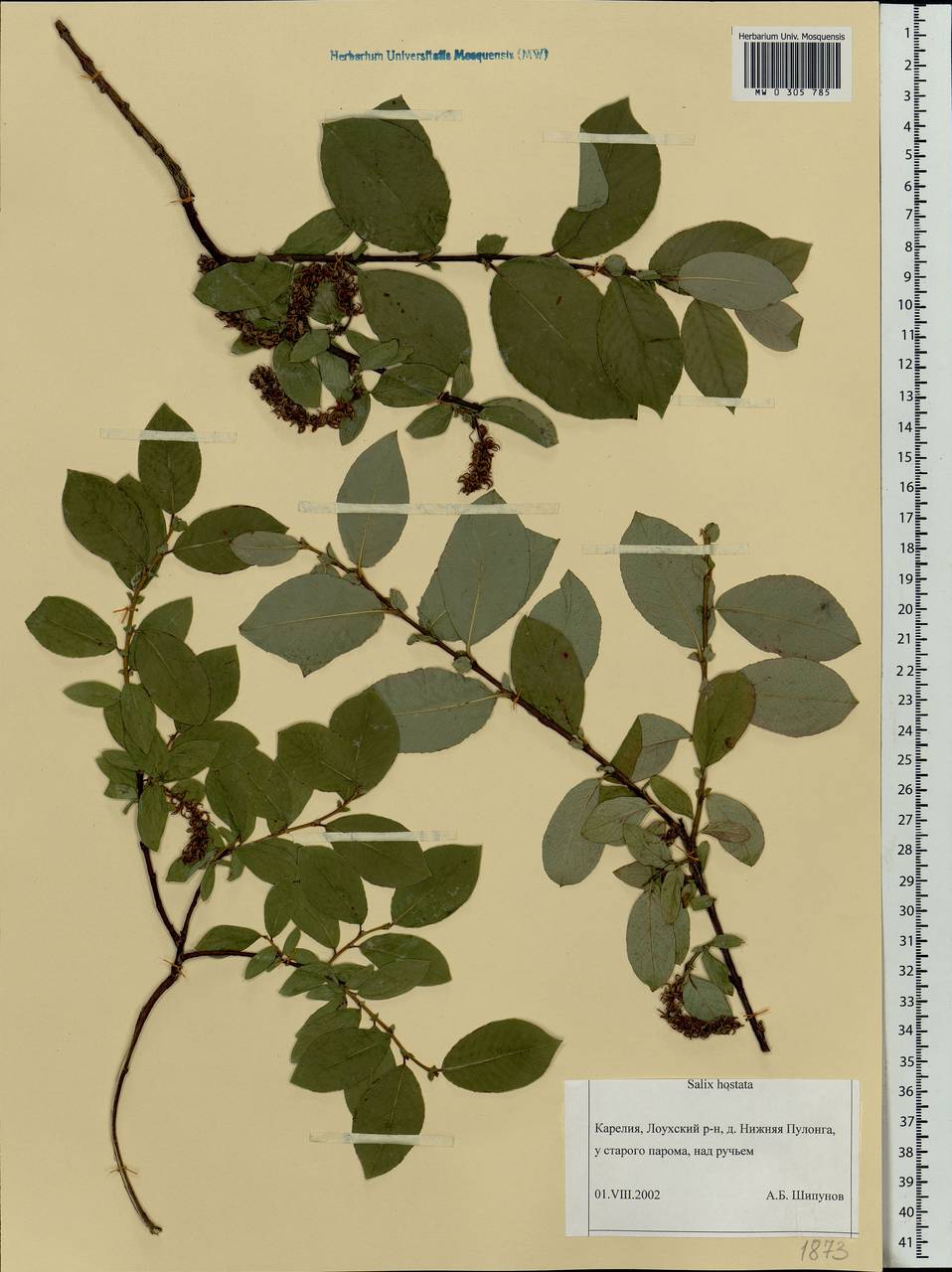 Salix hastata L., Eastern Europe, Northern region (E1) (Russia)