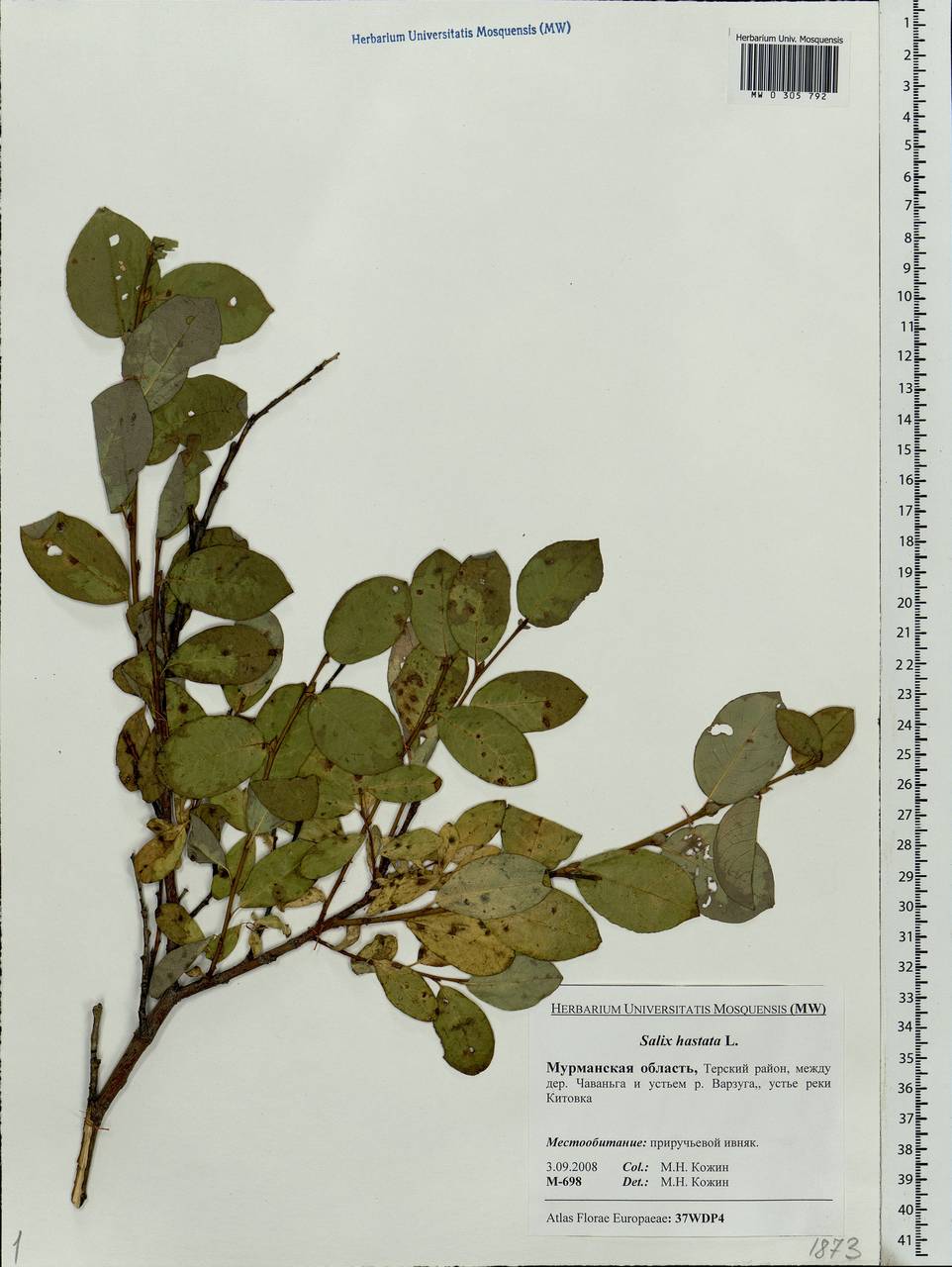 Salix hastata L., Eastern Europe, Northern region (E1) (Russia)