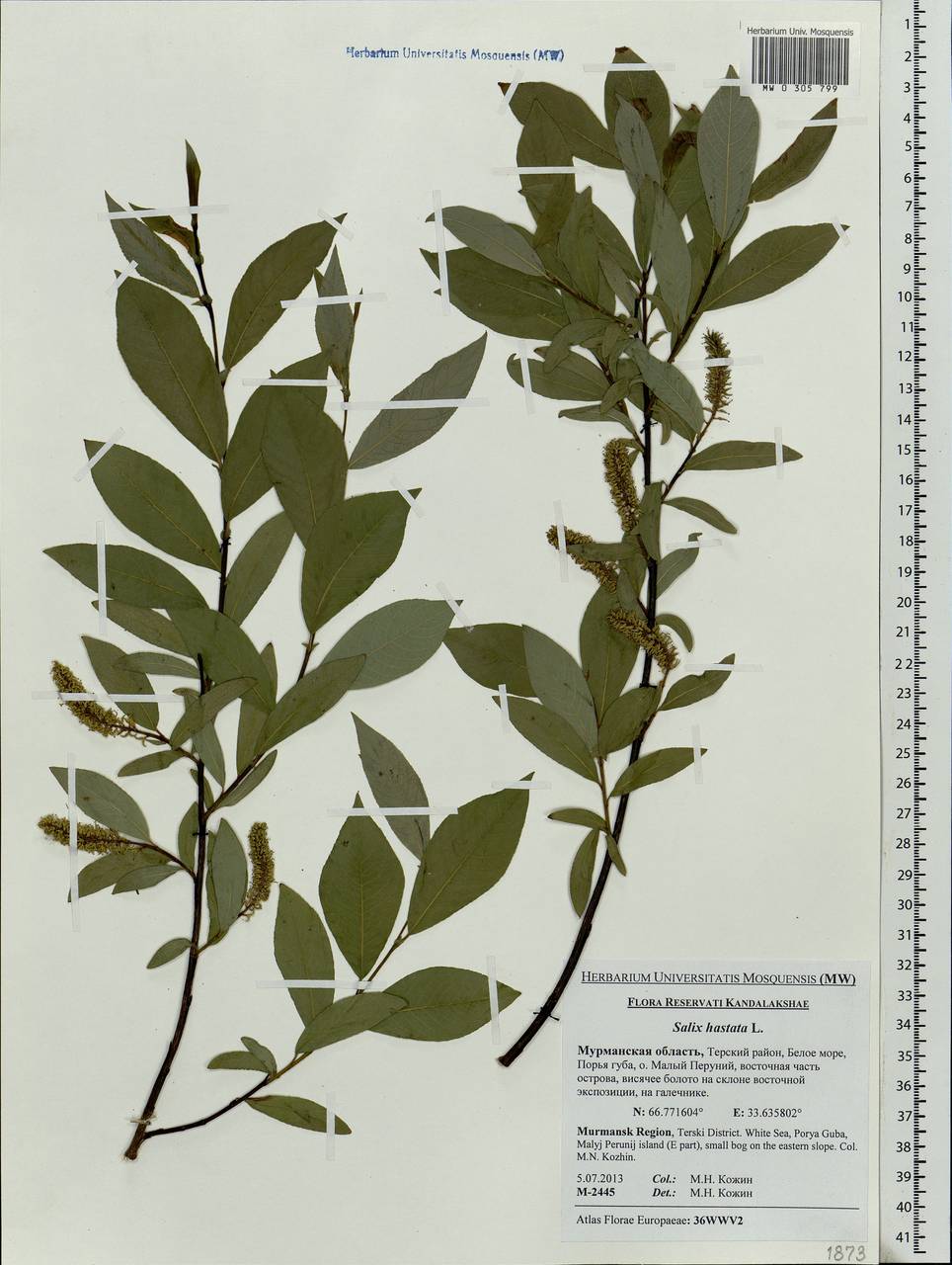 Salix hastata L., Eastern Europe, Northern region (E1) (Russia)
