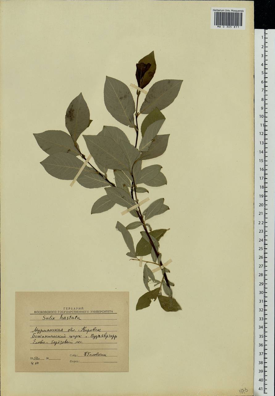 Salix hastata L., Eastern Europe, Northern region (E1) (Russia)