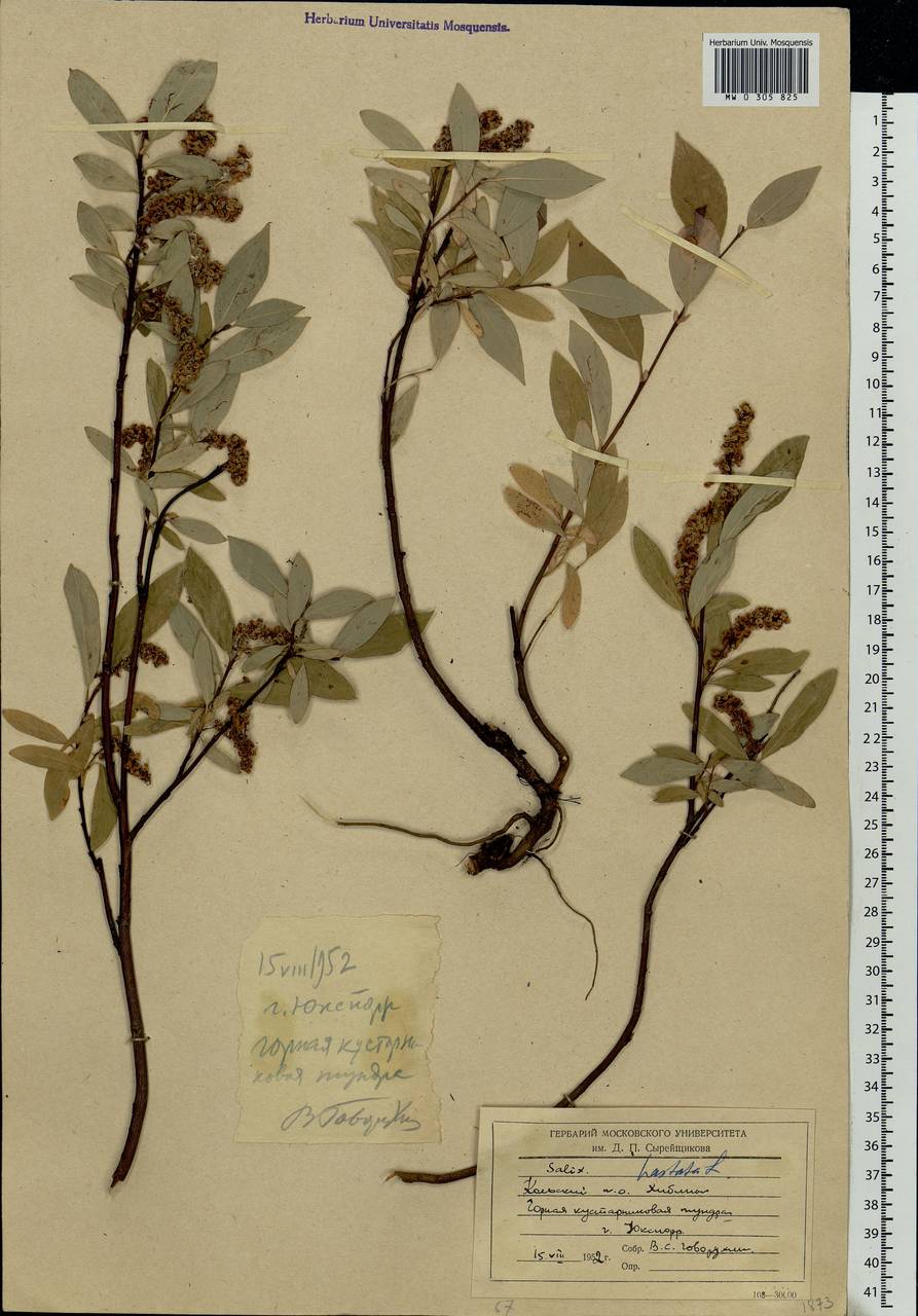 Salix hastata L., Eastern Europe, Northern region (E1) (Russia)