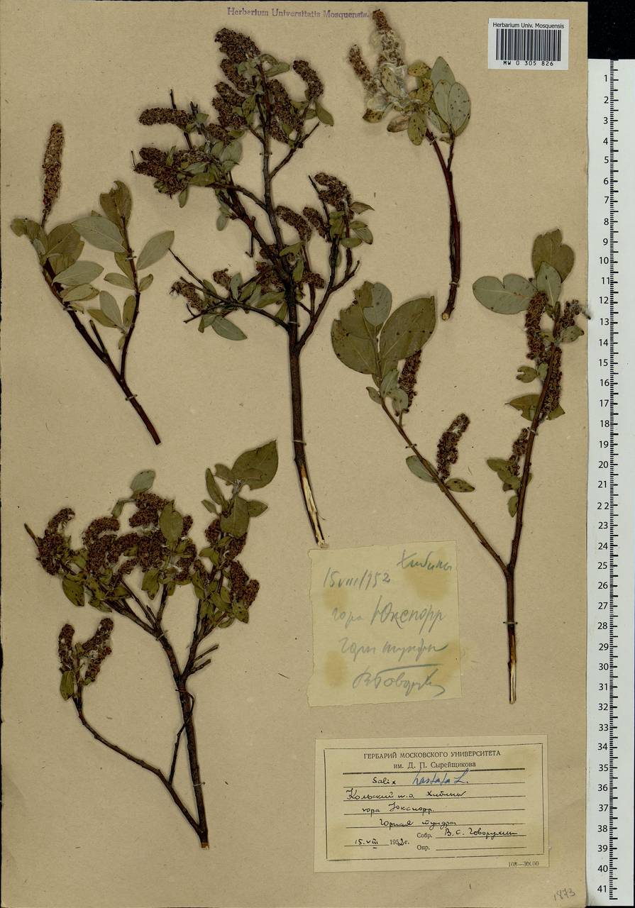 Salix hastata L., Eastern Europe, Northern region (E1) (Russia)