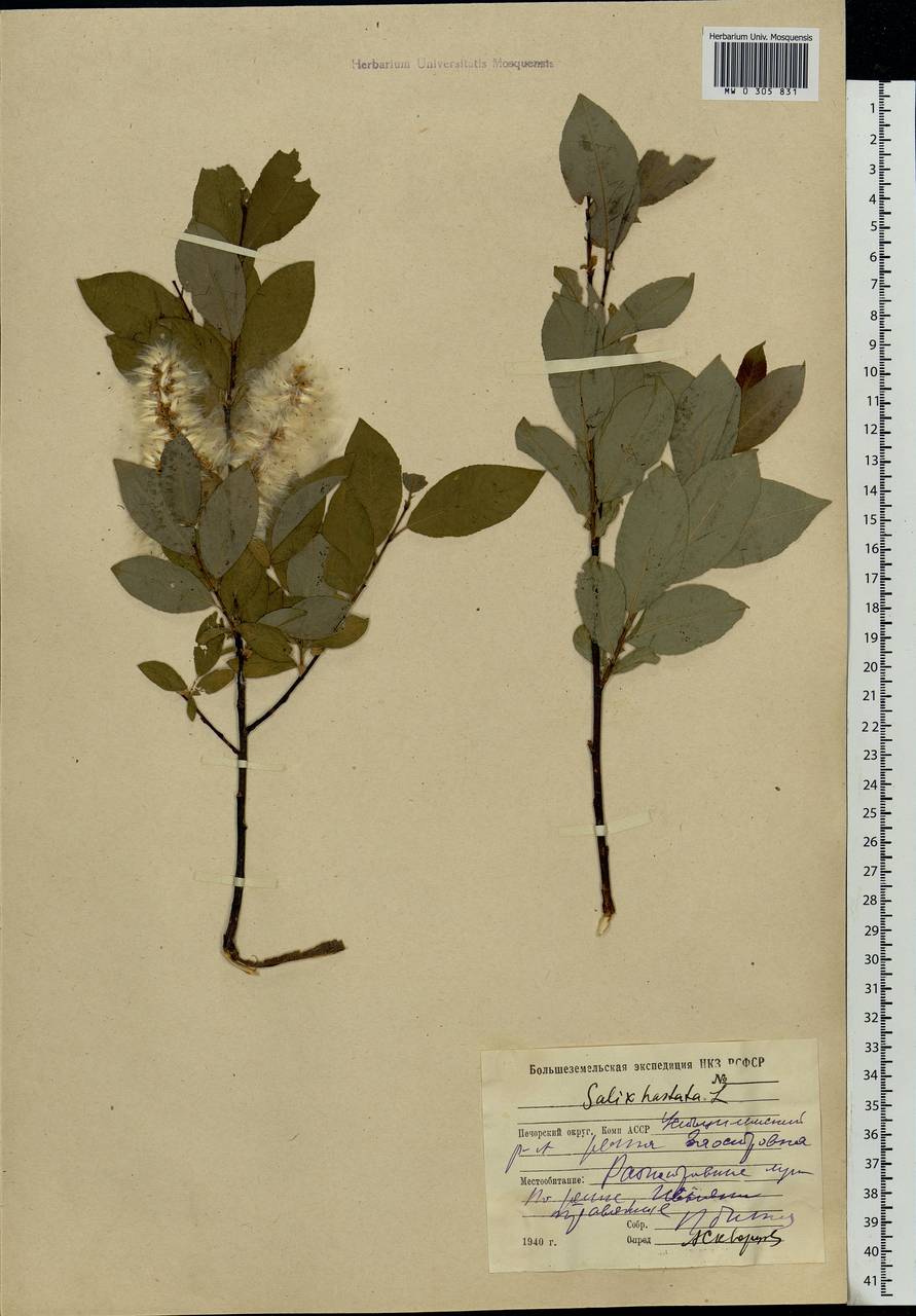 Salix hastata L., Eastern Europe, Northern region (E1) (Russia)