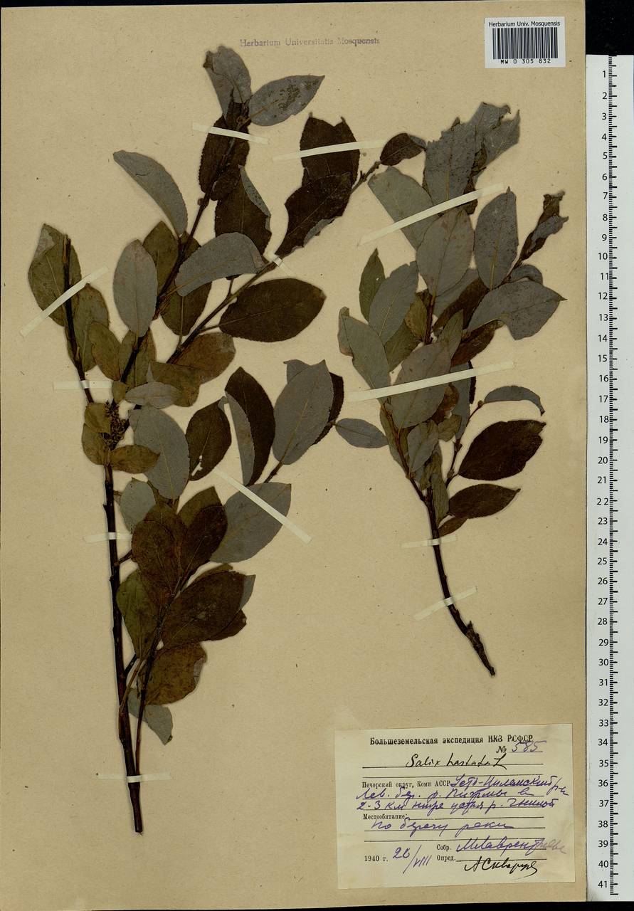 Salix hastata L., Eastern Europe, Northern region (E1) (Russia)