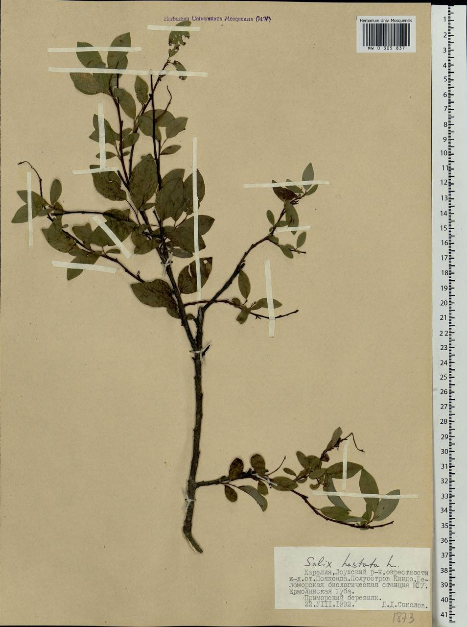 Salix hastata L., Eastern Europe, Northern region (E1) (Russia)
