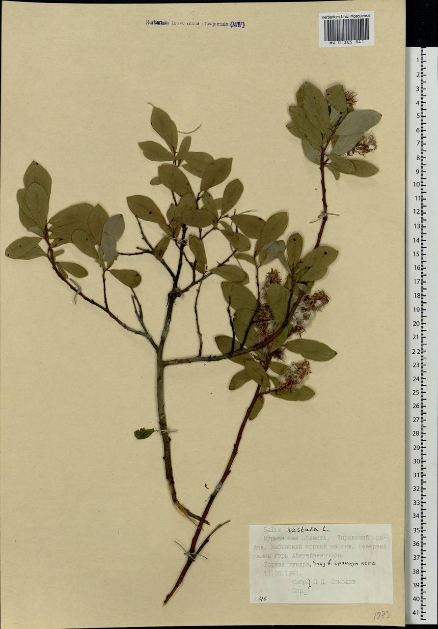 Salix hastata L., Eastern Europe, Northern region (E1) (Russia)