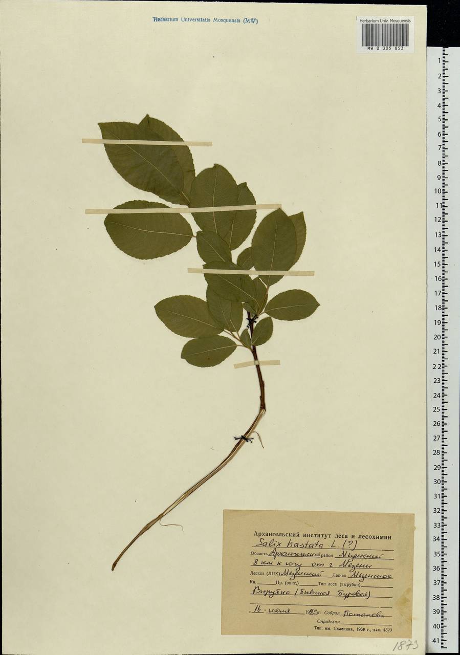 Salix hastata L., Eastern Europe, Northern region (E1) (Russia)