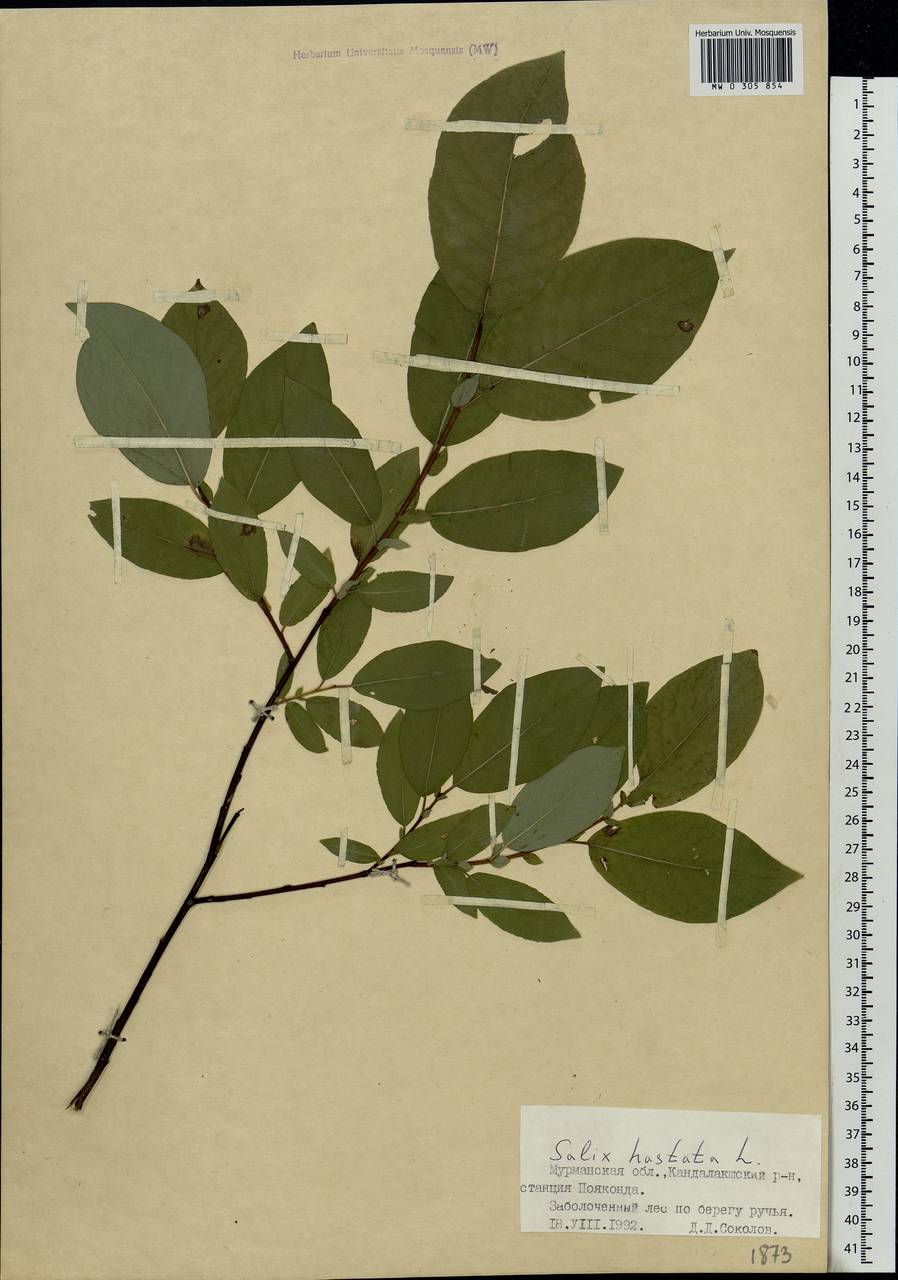 Salix hastata L., Eastern Europe, Northern region (E1) (Russia)