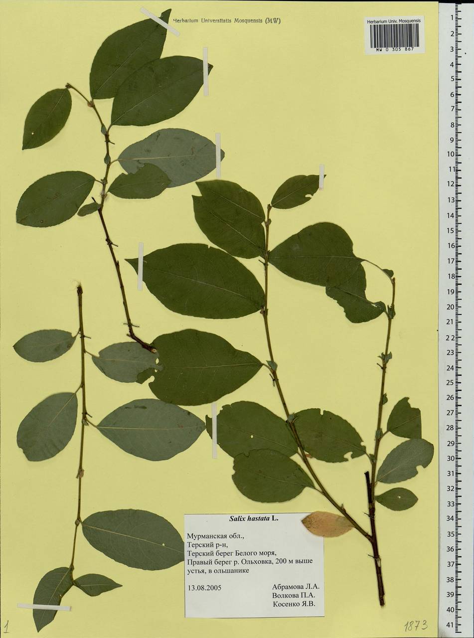 Salix hastata L., Eastern Europe, Northern region (E1) (Russia)