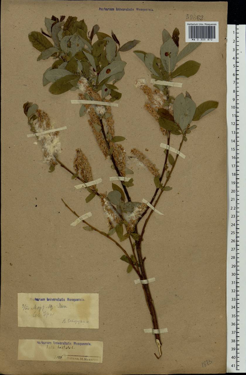 Salix hastata L., Eastern Europe, Northern region (E1) (Russia)