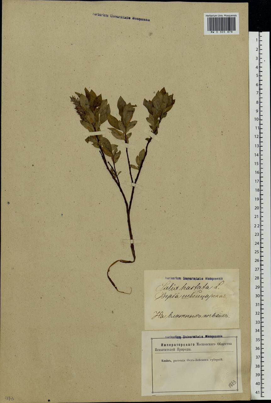 Salix hastata L., Eastern Europe, Latvia (E2b) (Latvia)
