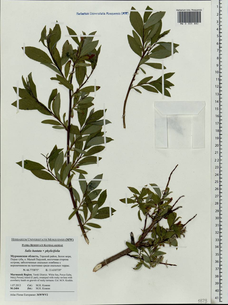 Salix hastata × phylicifolia, Eastern Europe, Northern region (E1) (Russia)