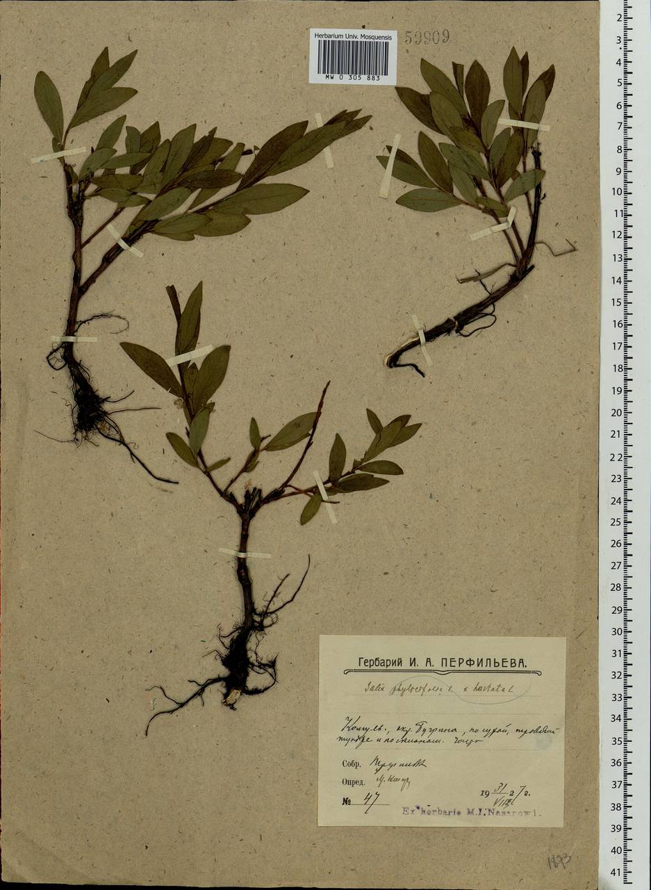 Salix hastata × phylicifolia, Eastern Europe, Northern region (E1) (Russia)