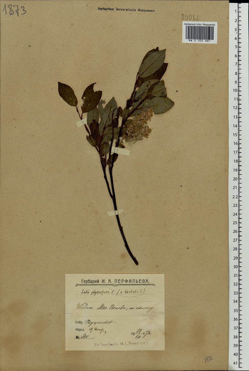 Salix hastata × phylicifolia, Eastern Europe, Northern region (E1) (Russia)