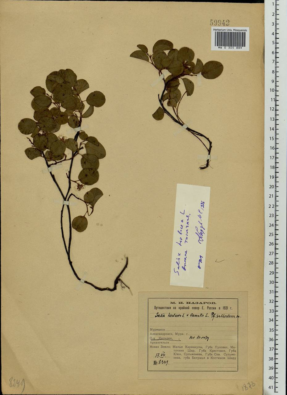 Salix herbacea L., Eastern Europe, Northern region (E1) (Russia)