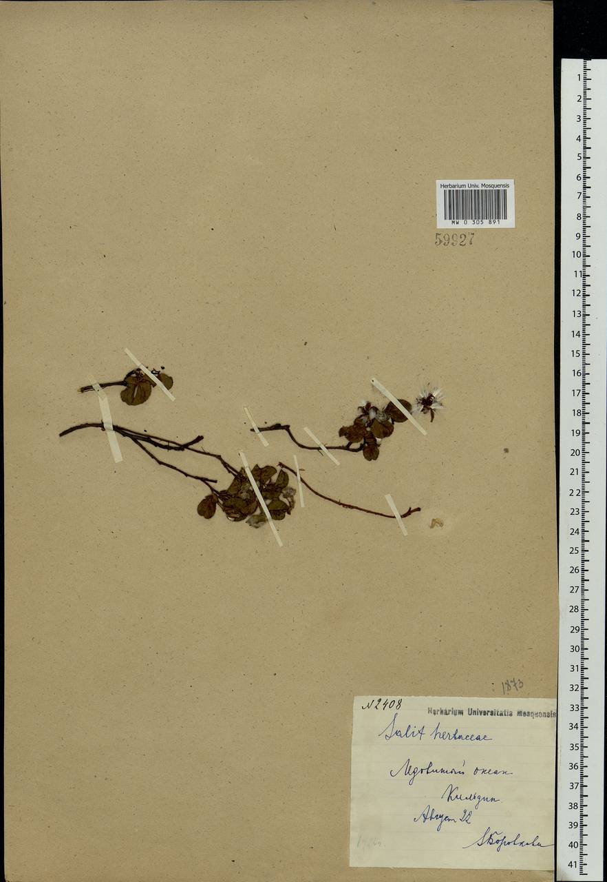 Salix herbacea L., Eastern Europe, Northern region (E1) (Russia)
