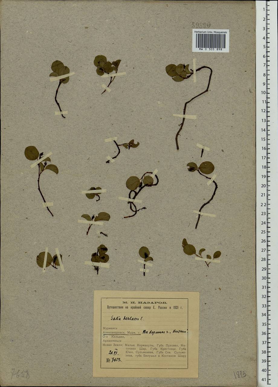 Salix herbacea L., Eastern Europe, Northern region (E1) (Russia)