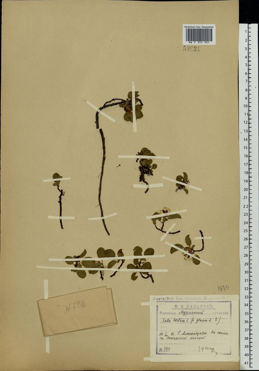 Salix herbacea L., Eastern Europe, Northern region (E1) (Russia)