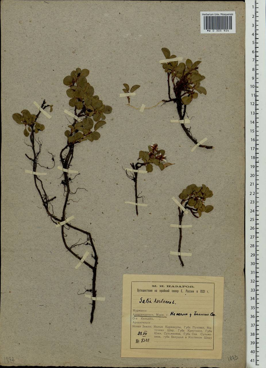 Salix herbacea L., Eastern Europe, Northern region (E1) (Russia)