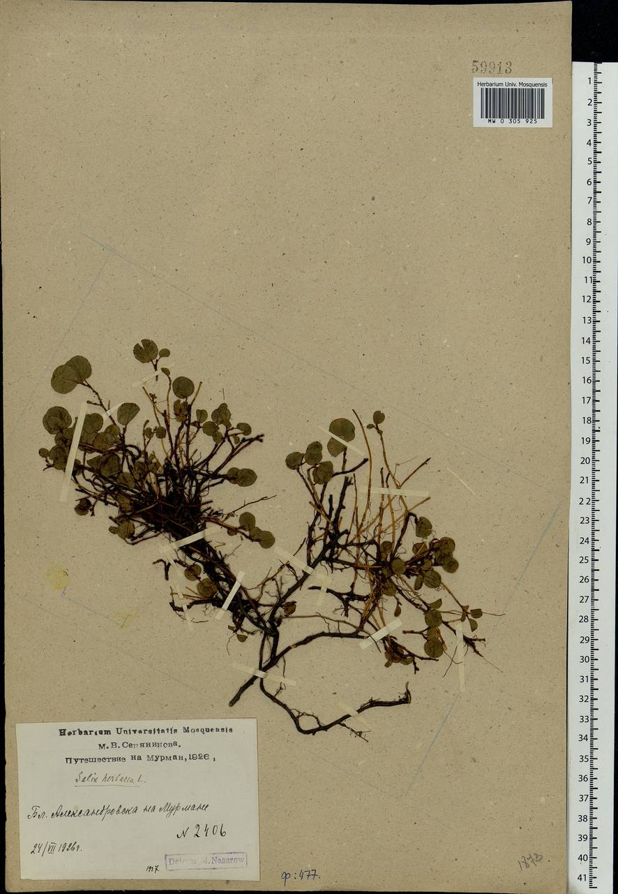 Salix herbacea L., Eastern Europe, Northern region (E1) (Russia)