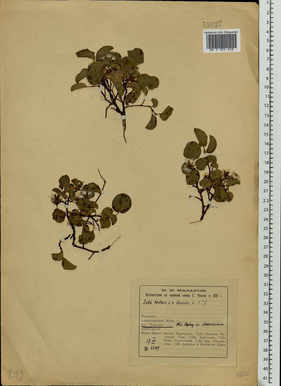 Salix herbacea L., Eastern Europe, Northern region (E1) (Russia)