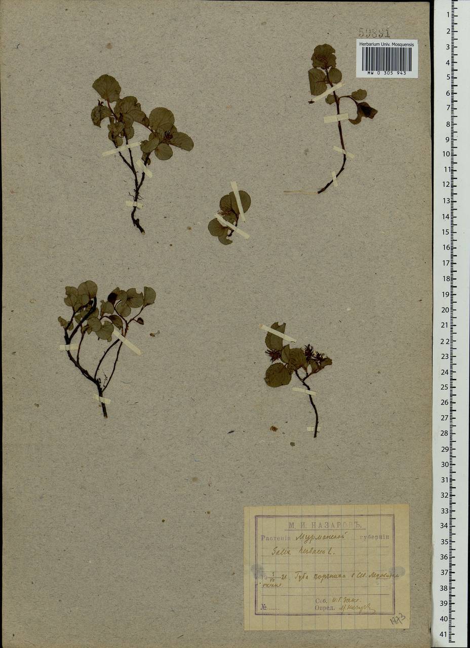 Salix herbacea L., Eastern Europe, Northern region (E1) (Russia)