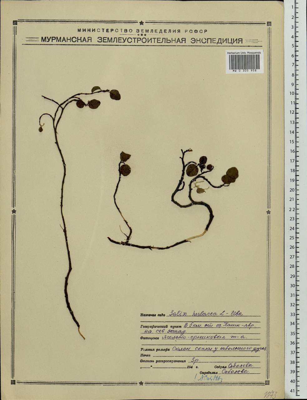 Salix herbacea L., Eastern Europe, Northern region (E1) (Russia)