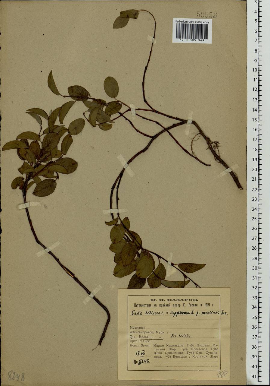 Salix herbacea L., Eastern Europe, Northern region (E1) (Russia)