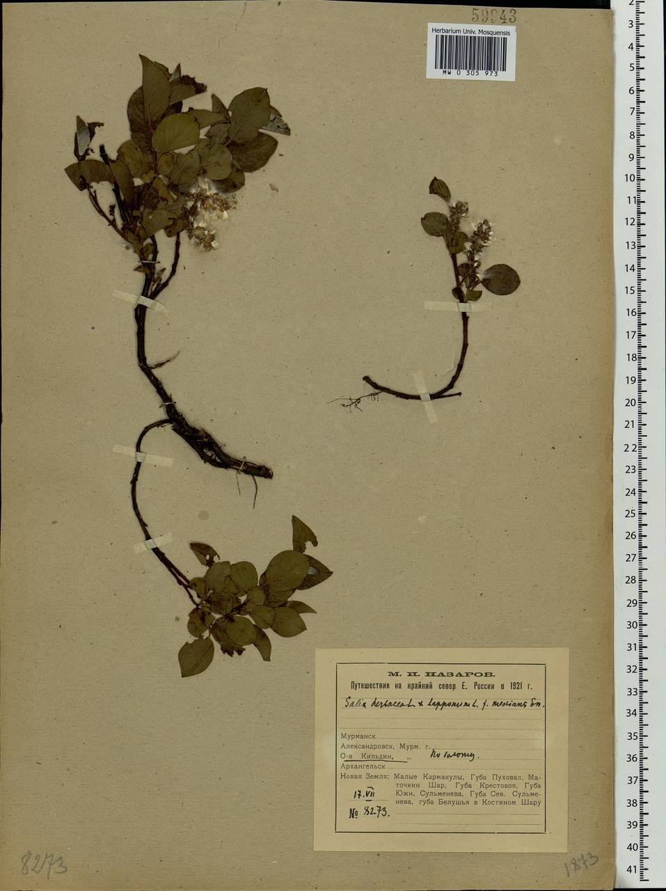 Salix herbacea L., Eastern Europe, Northern region (E1) (Russia)