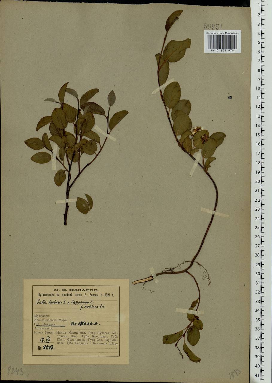 Salix herbacea L., Eastern Europe, Northern region (E1) (Russia)