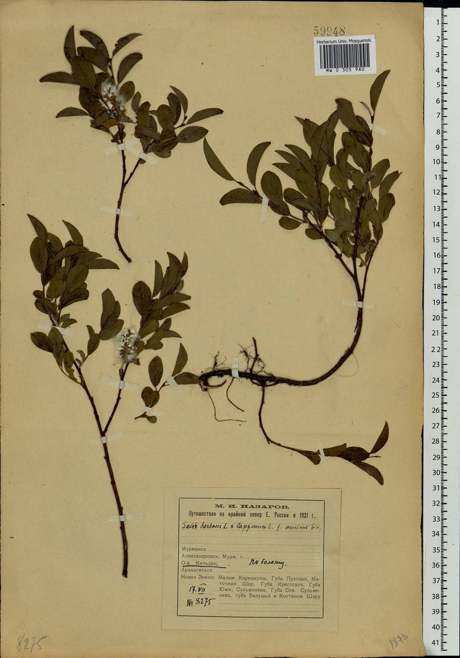 Salix herbacea L., Eastern Europe, Northern region (E1) (Russia)