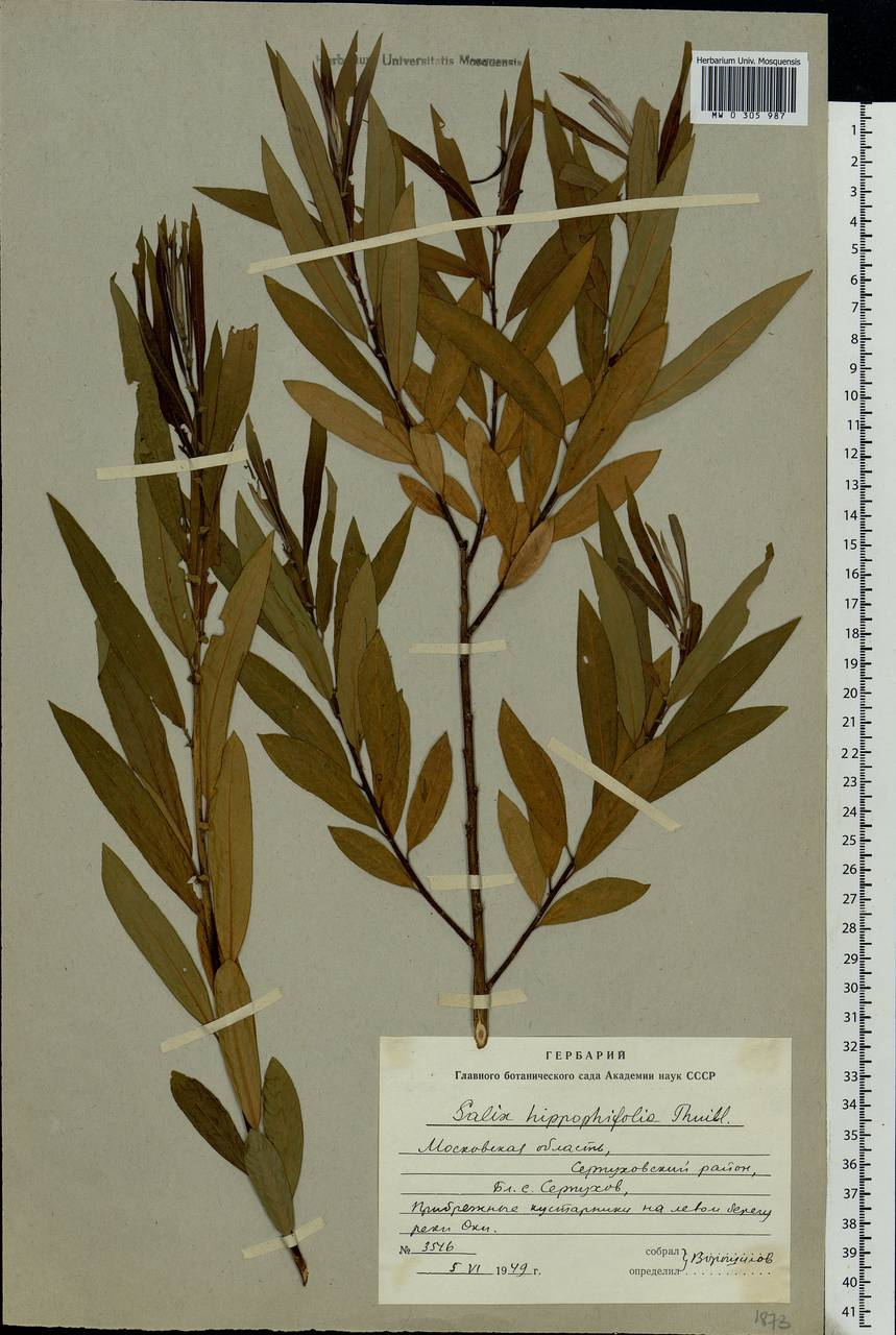 Salix mollissima Ehrh., Eastern Europe, Moscow region (E4a) (Russia)