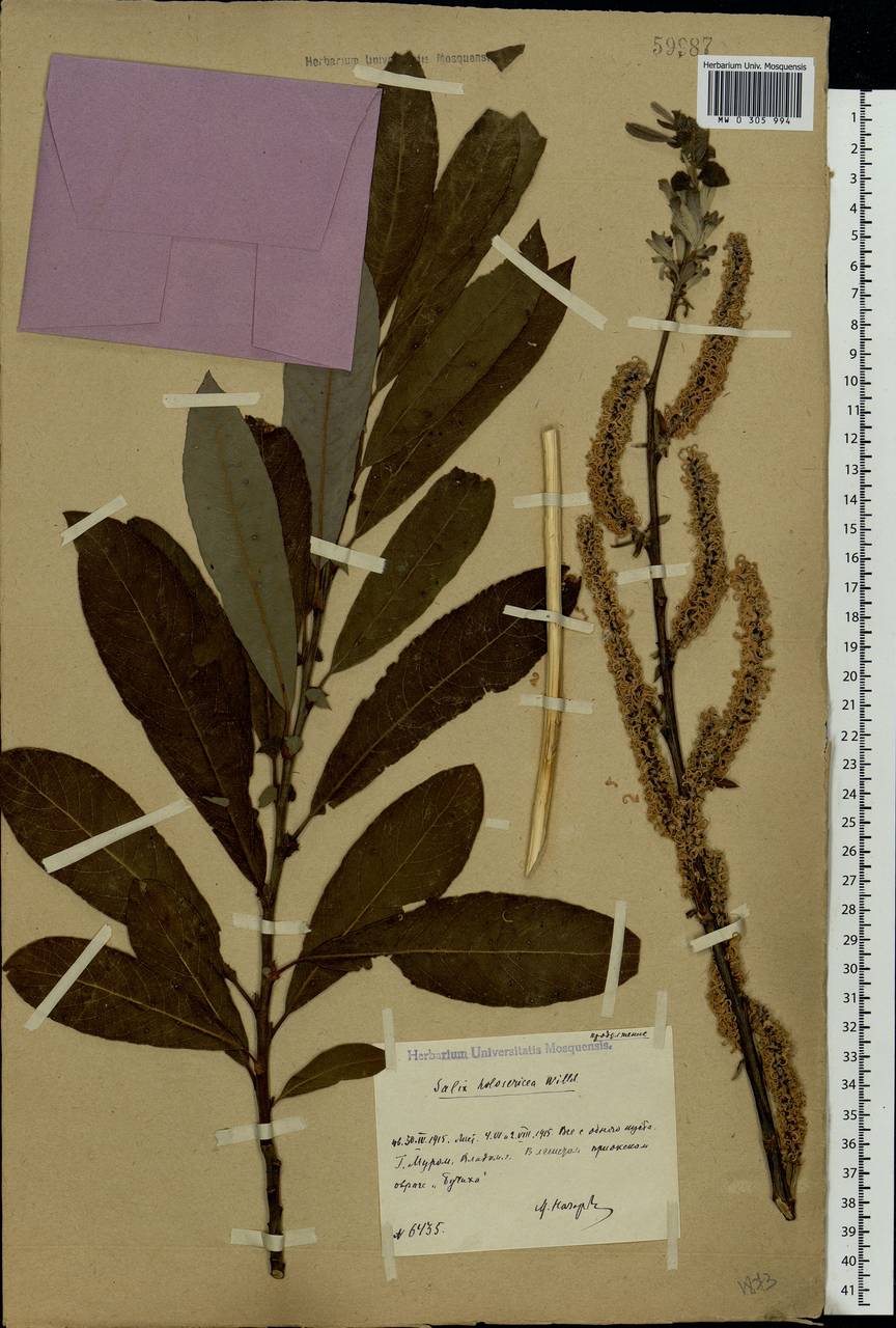 Salix cinerea × viminalis, Eastern Europe, Central region (E4) (Russia)