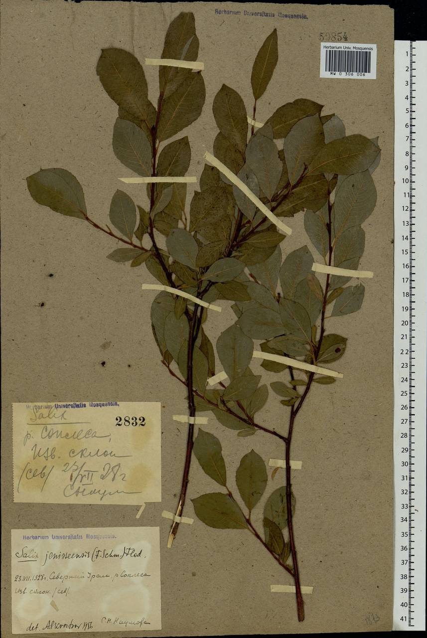 Salix jenisseensis (Fr. Schmidt) B. Floder., Eastern Europe, Northern region (E1) (Russia)