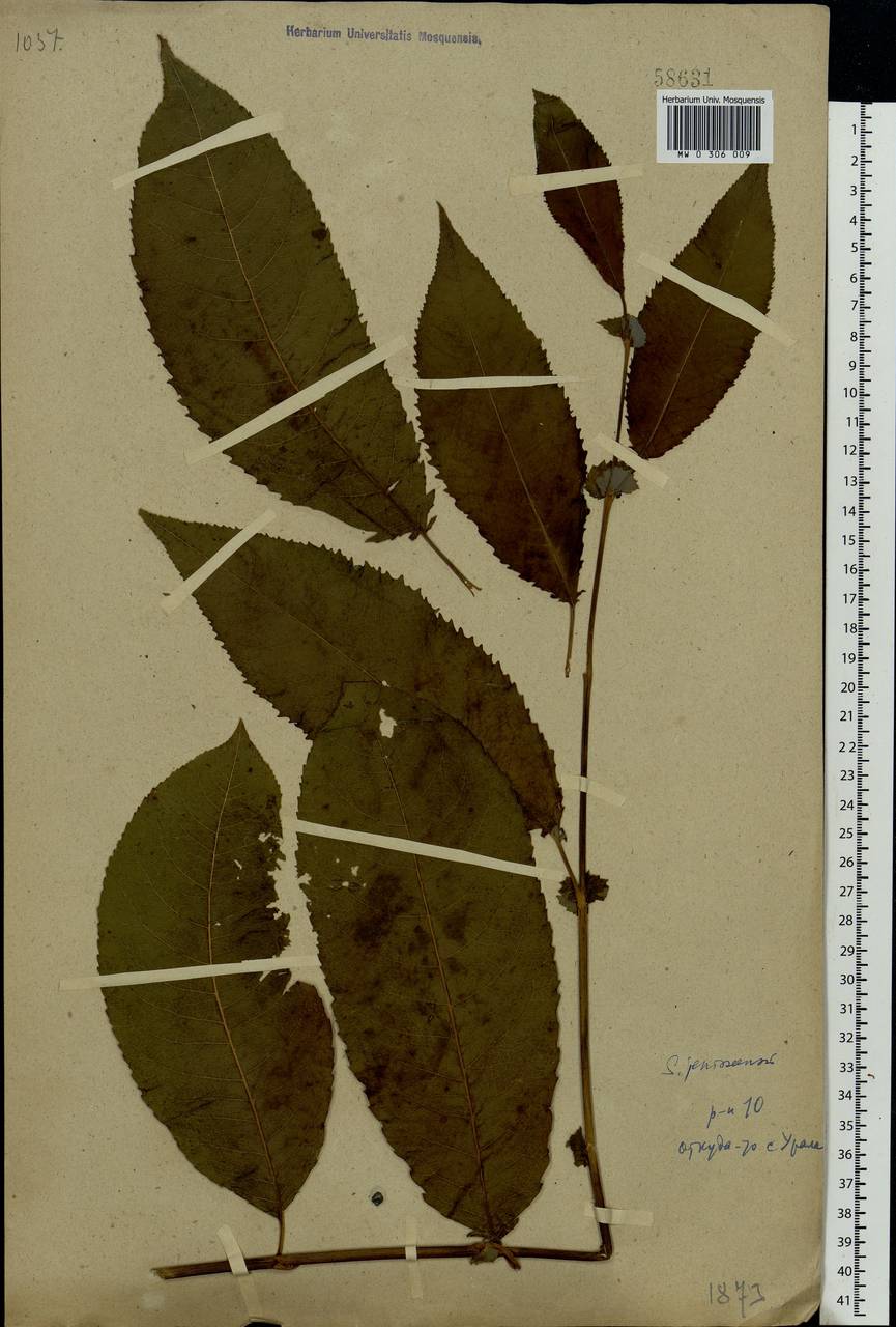 Salix jenisseensis (F. Schmidt) Flod., Eastern Europe, Northern region (E1) (Russia)