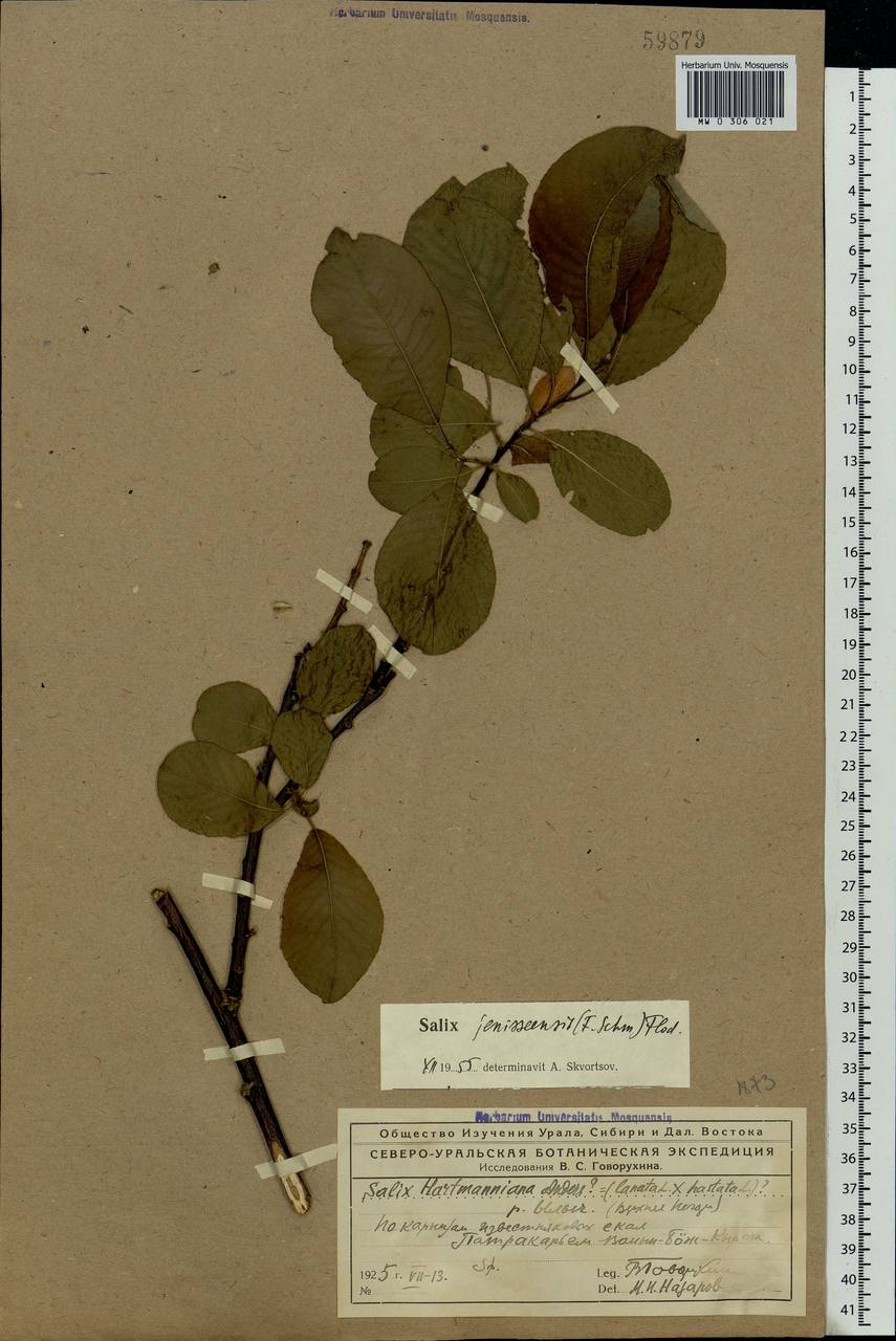 Salix jenisseensis (Fr. Schmidt) B. Floder., Eastern Europe, Northern region (E1) (Russia)