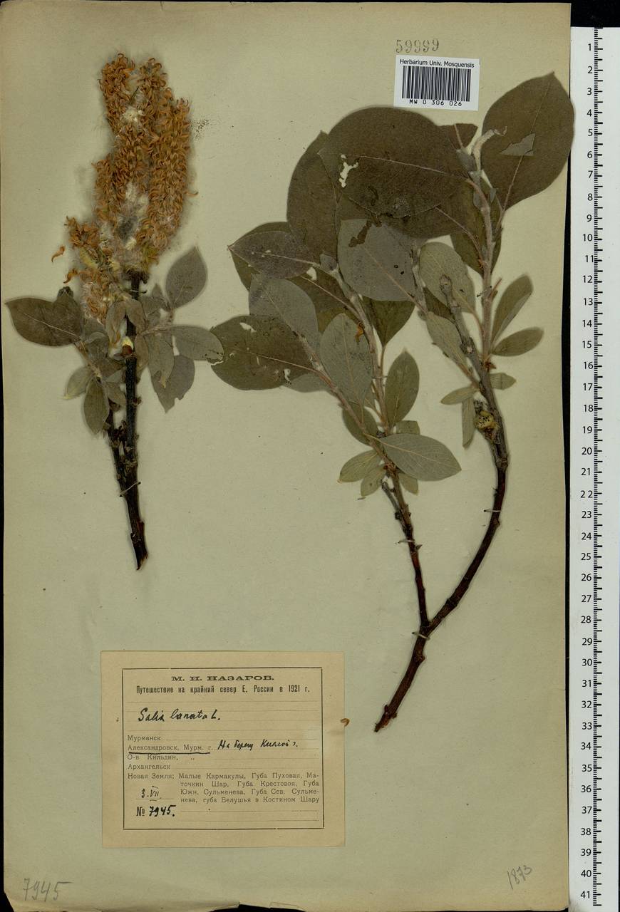 Salix lanata L., Eastern Europe, Northern region (E1) (Russia)