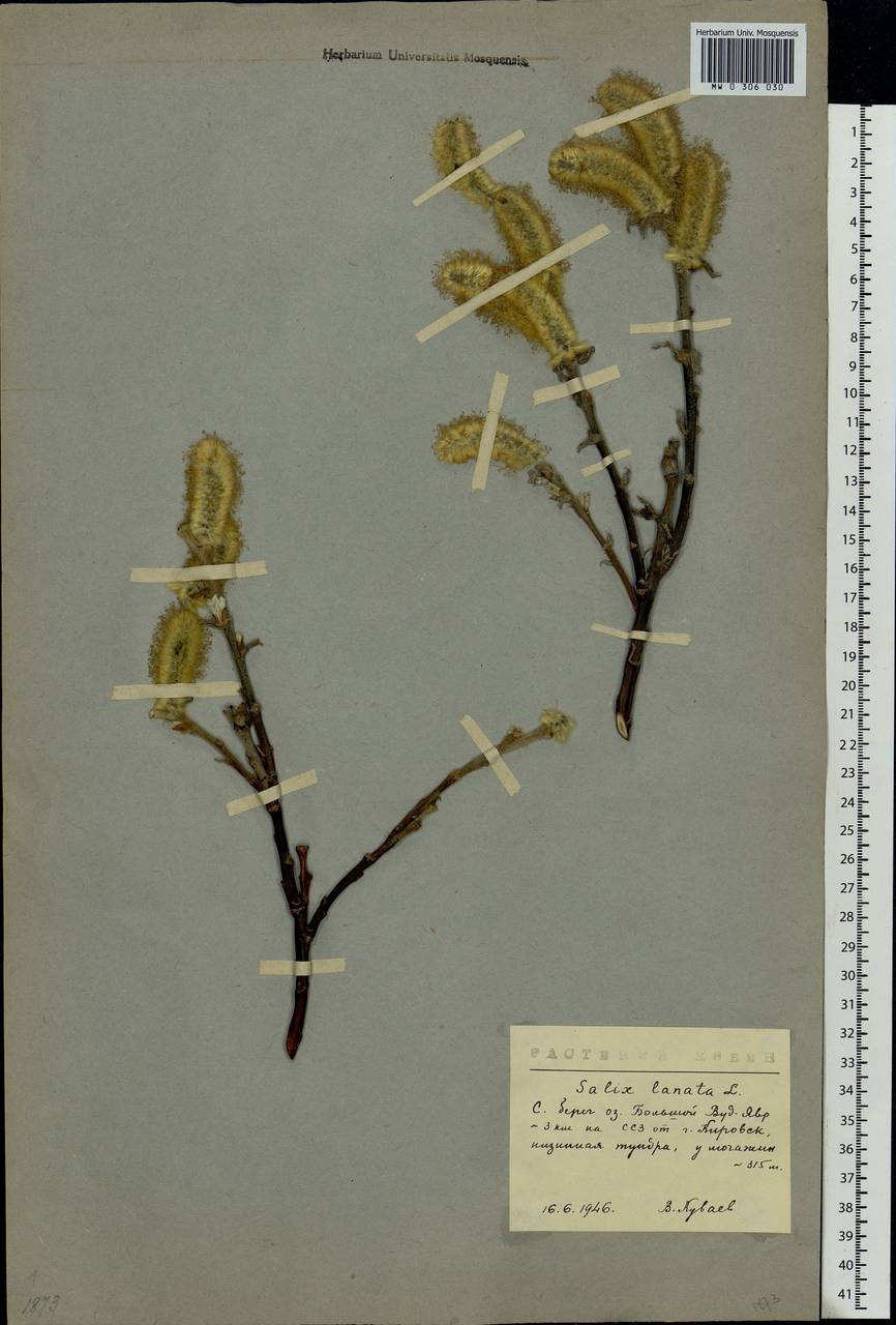 Salix lanata L., Eastern Europe, Northern region (E1) (Russia)