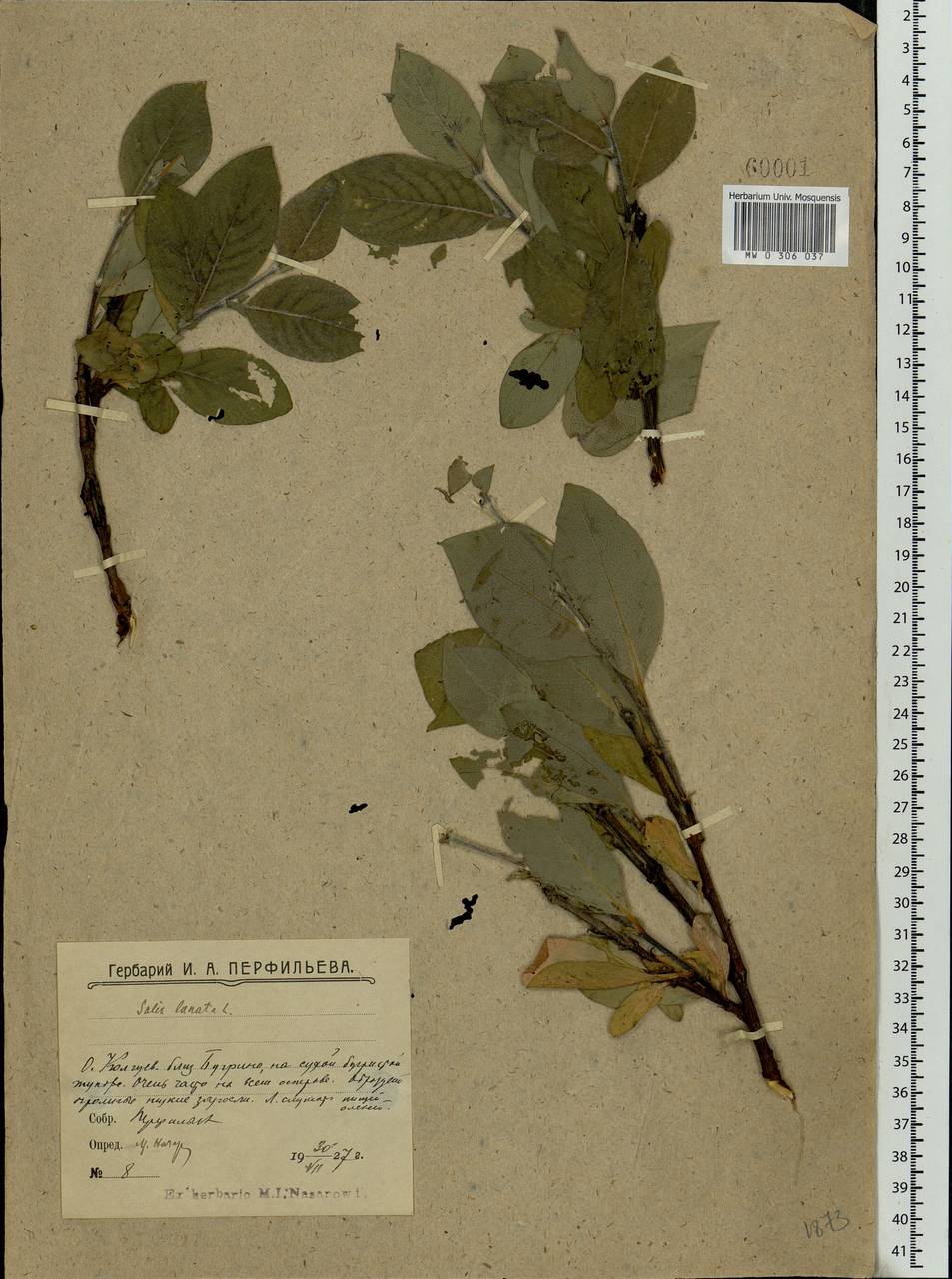 Salix lanata L., Eastern Europe, Northern region (E1) (Russia)