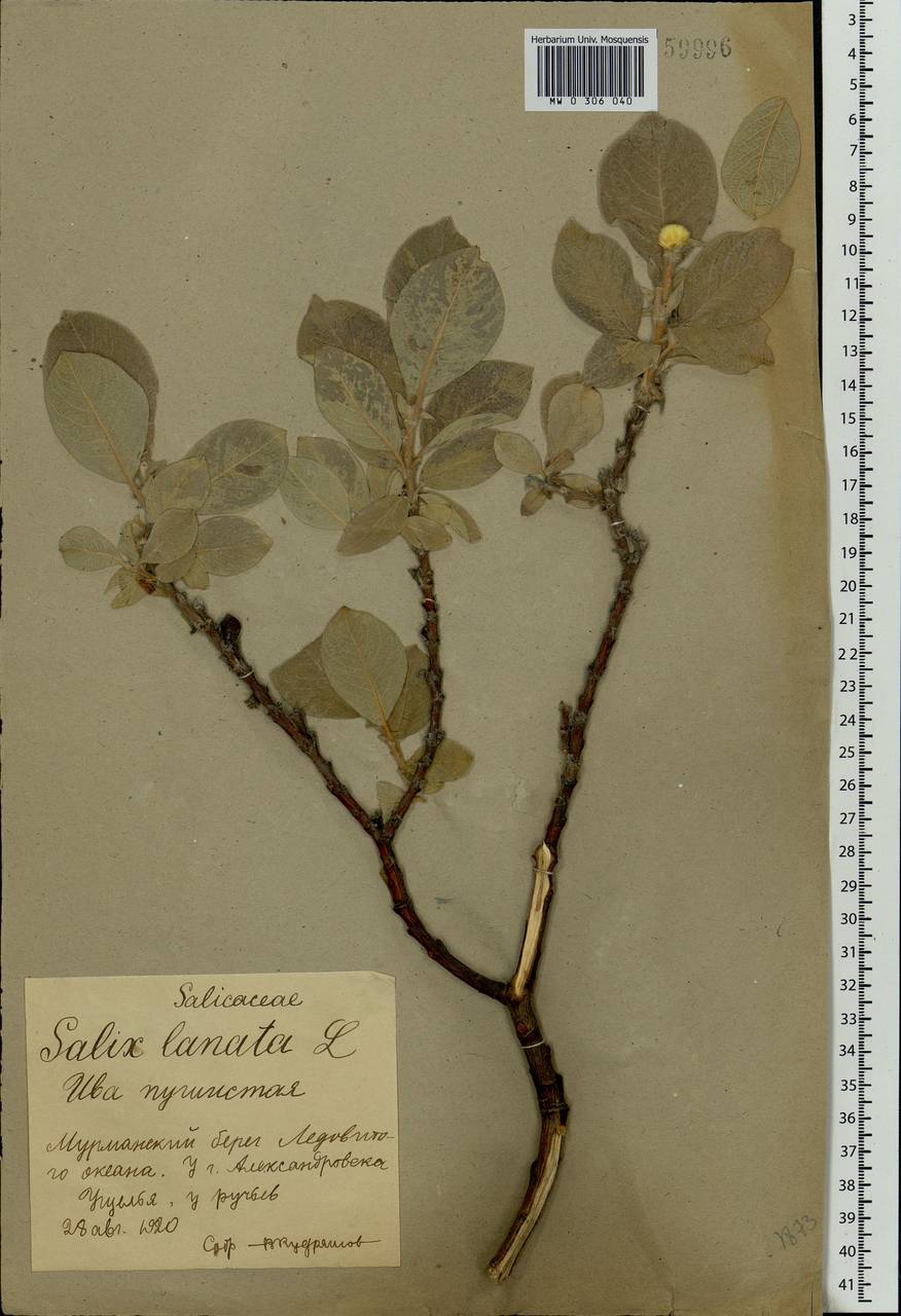Salix lanata L., Eastern Europe, Northern region (E1) (Russia)