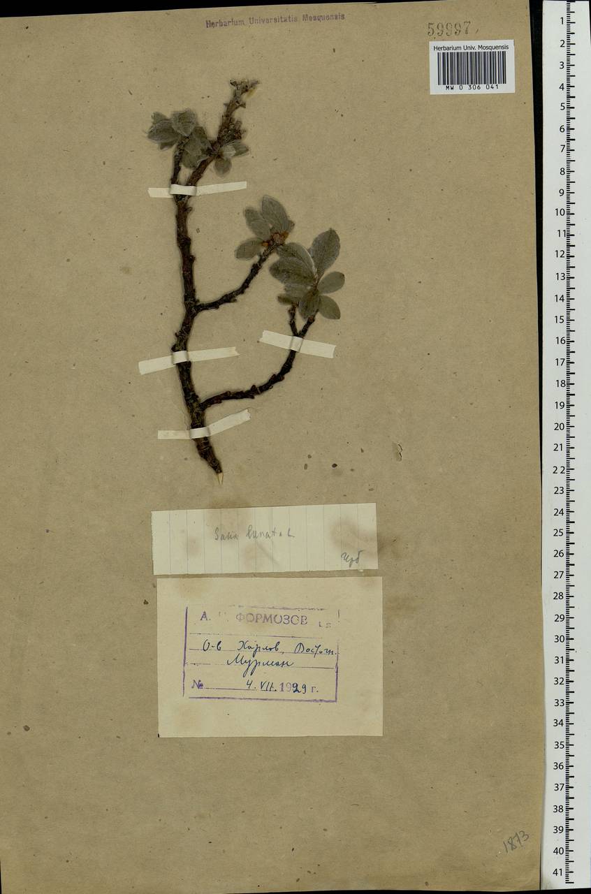 Salix lanata L., Eastern Europe, Northern region (E1) (Russia)