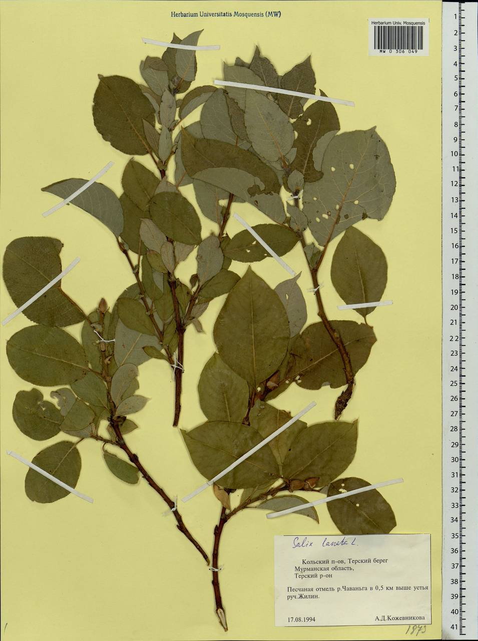 Salix lanata L., Eastern Europe, Northern region (E1) (Russia)