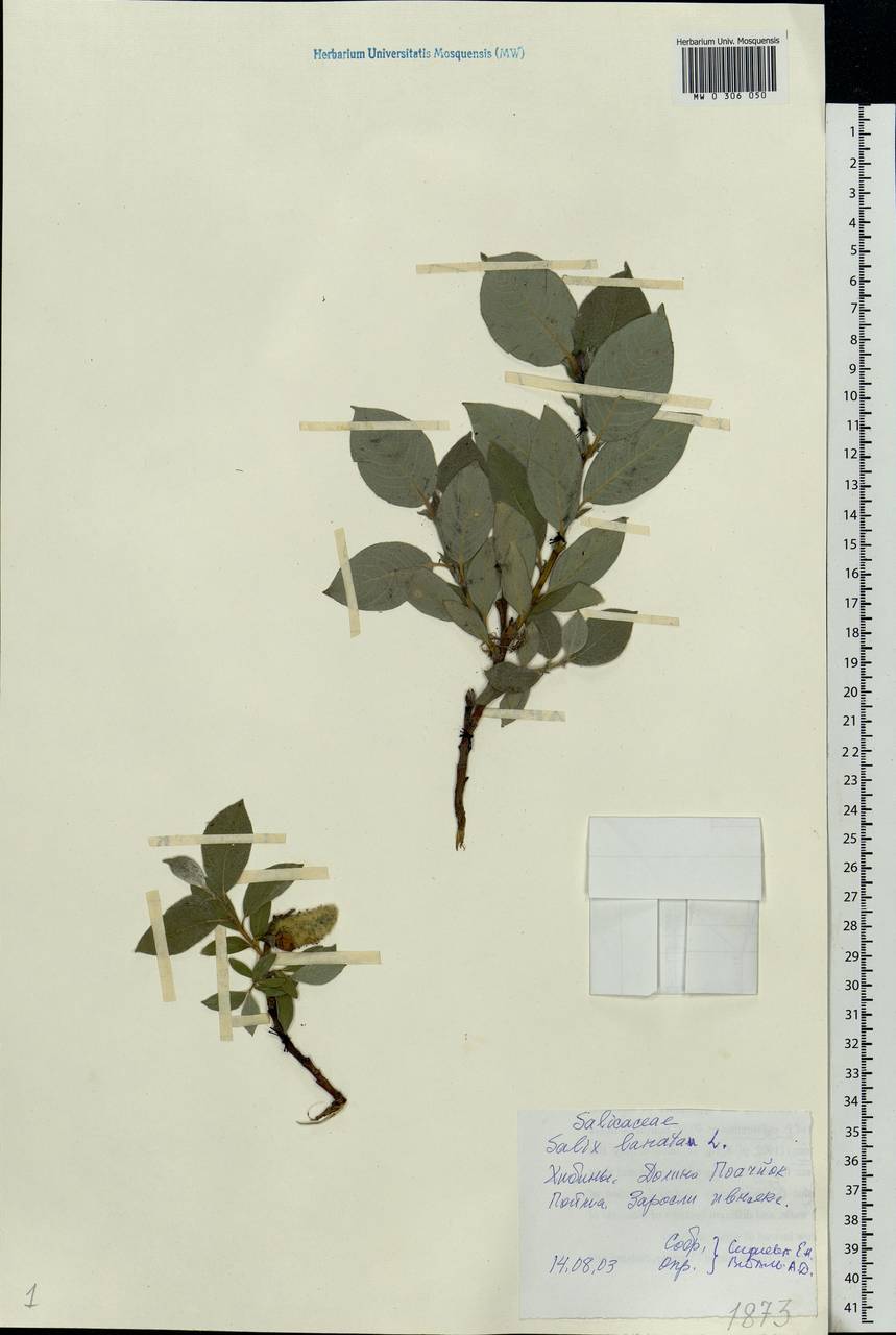 Salix lanata L., Eastern Europe, Northern region (E1) (Russia)
