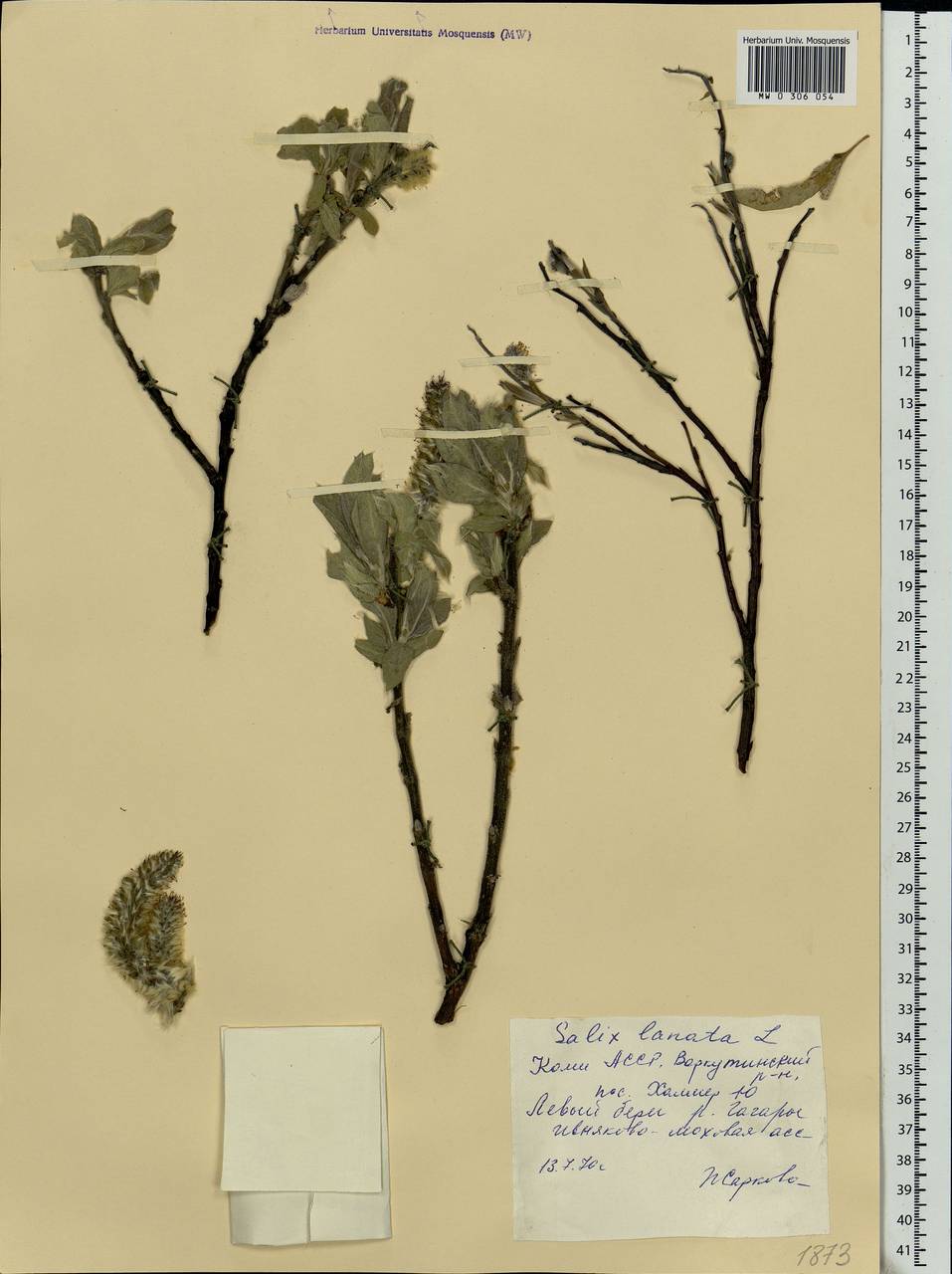 Salix lanata L., Eastern Europe, Northern region (E1) (Russia)