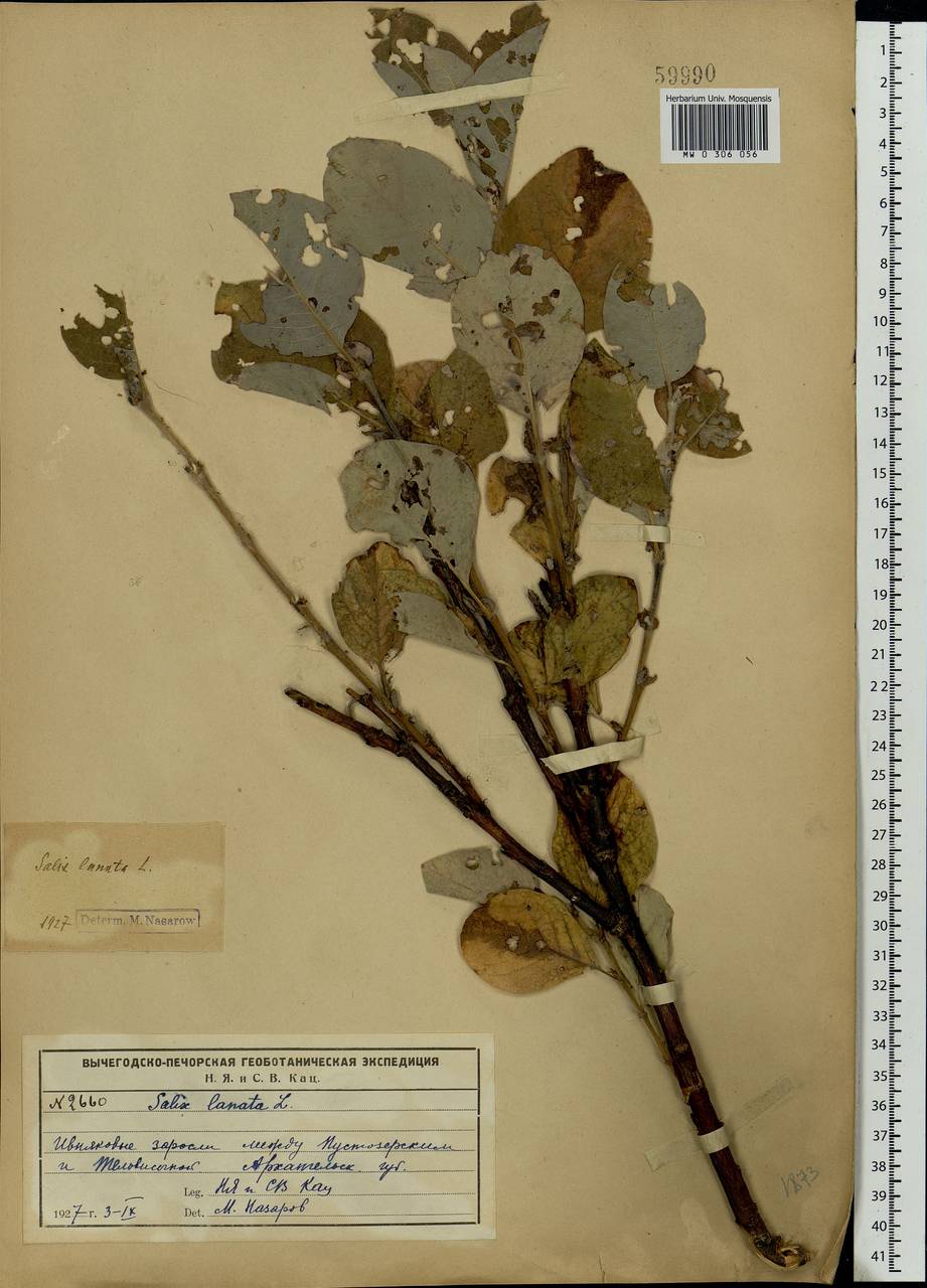 Salix lanata L., Eastern Europe, Northern region (E1) (Russia)