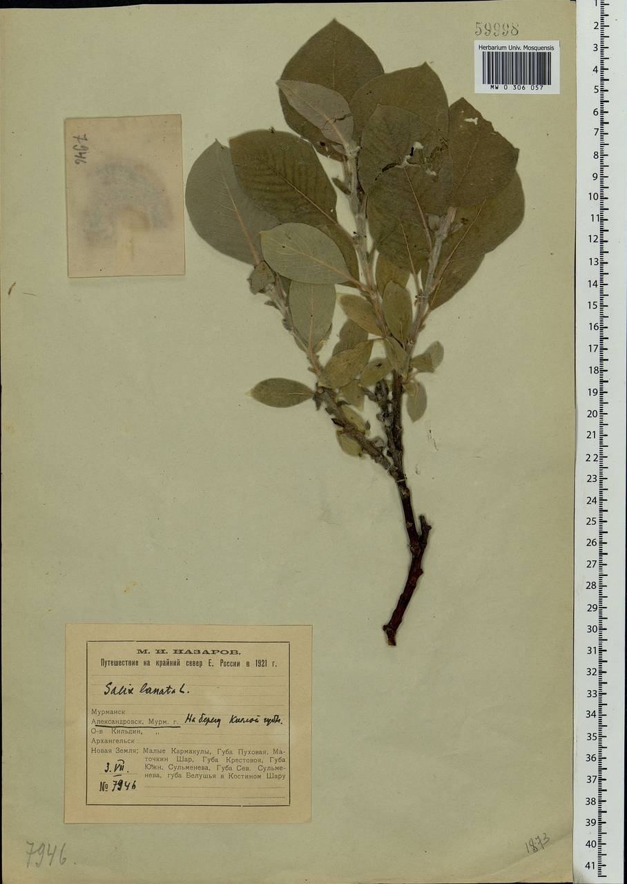 Salix lanata L., Eastern Europe, Northern region (E1) (Russia)
