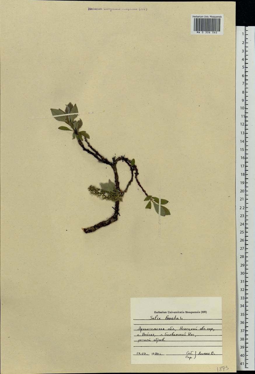 Salix lanata L., Eastern Europe, Northern region (E1) (Russia)