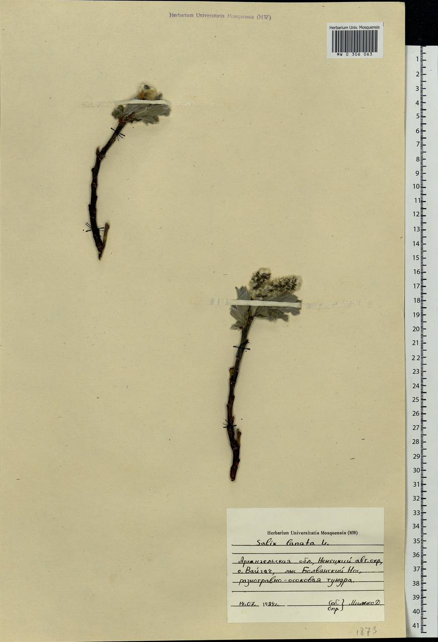 Salix lanata L., Eastern Europe, Northern region (E1) (Russia)